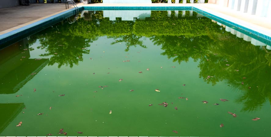 Água da Piscina Verde